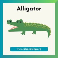 alligator clipart 