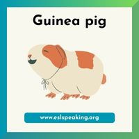 guinea pig clipart