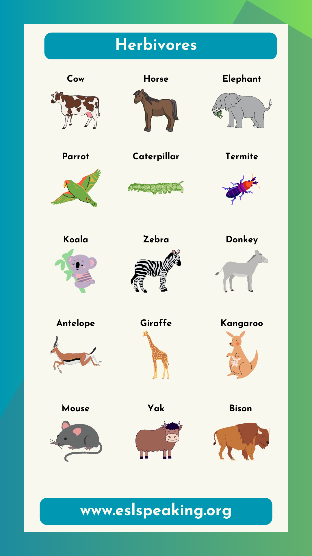 Examples of Herbivores List | Herbivorous Animal Names