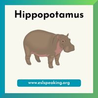 hippopotamus clipart