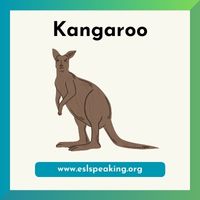 kangaroo clipart