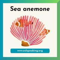 sea anemone clipart