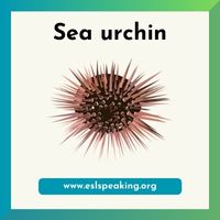 sea urchin clipart