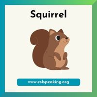 squirrel clipart