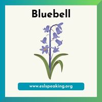 bluebell clipart