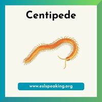 centipede clipart