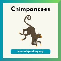 chimpanzee clipart