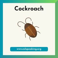cockroach clipart