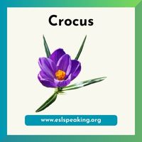 crocus clipart