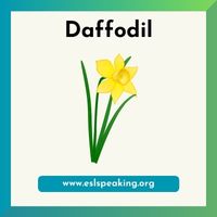 daffodil clipart