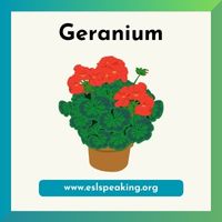 geranium clipart