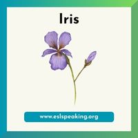 iris clipart