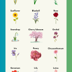 names of flowers chart