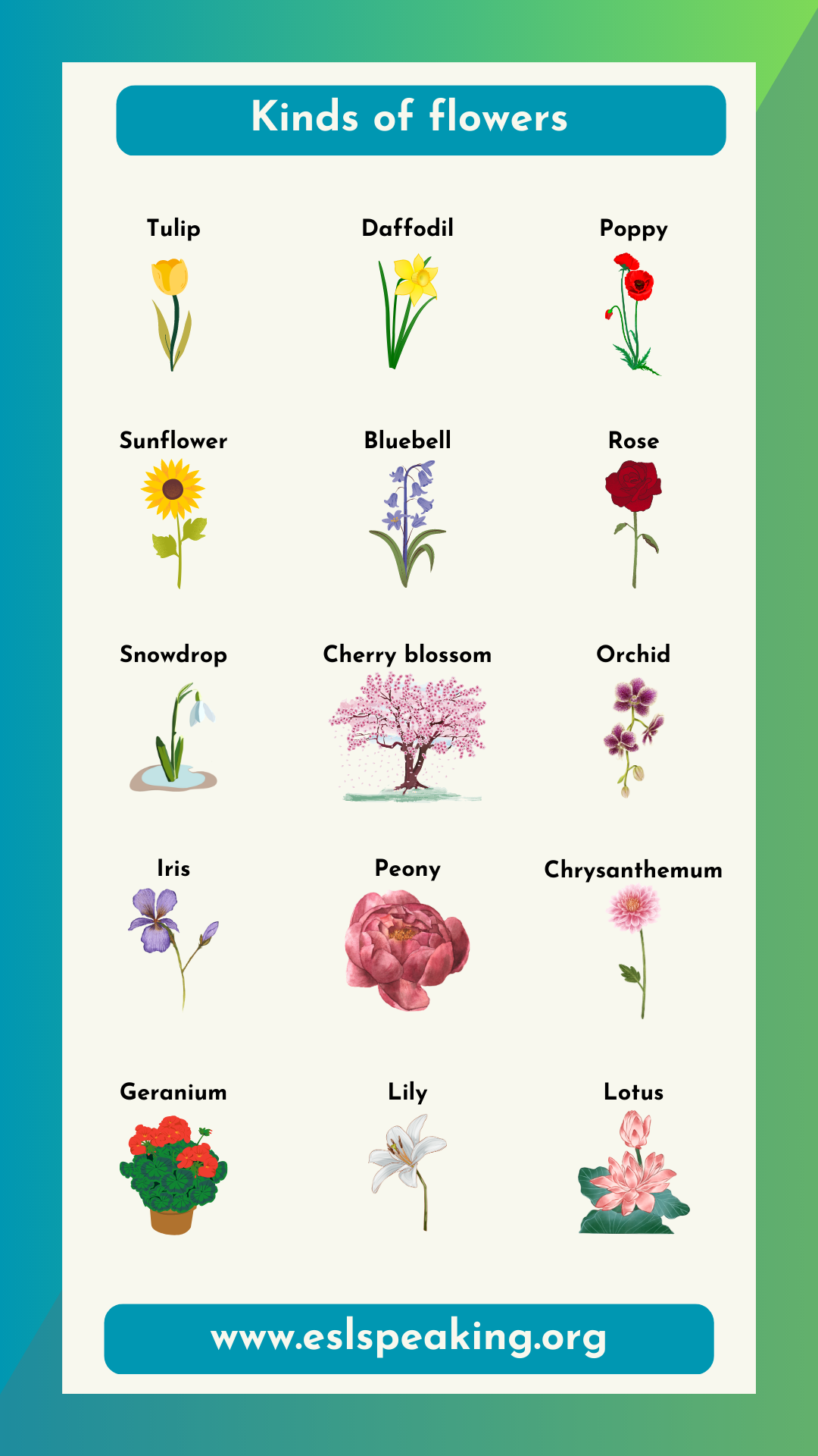 Types of Flowers: List of 50+ Popular Flowers Names with Their Meaning -  English Study Online