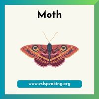 moth clipart