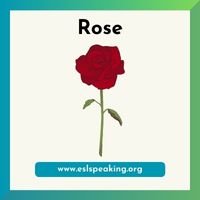 rose clipart