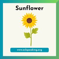 sunflower clipart