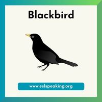 blackbird clipart