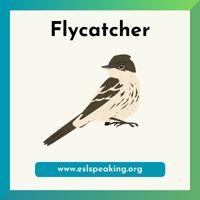 flycatcher clipart