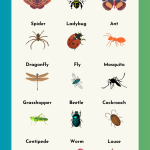 names of insects chart