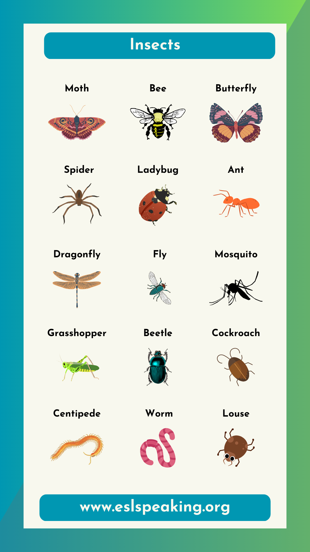 insects names