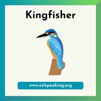 kingfisher clipart