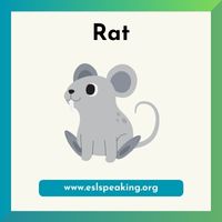 rat clipart