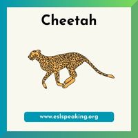 Cheetah