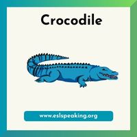 Crocodile