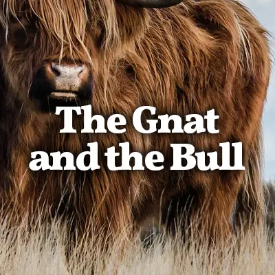 The Gnat and the Bull: Reading Comprehension Activity
