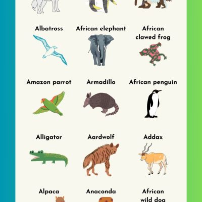 Animal Names: Animals that Start with the Letter A
